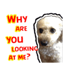 Marky the Doggy（個別スタンプ：16）