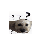 Marky the Doggy（個別スタンプ：22）