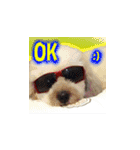 Marky the Doggy（個別スタンプ：33）
