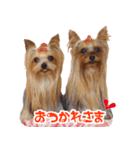 ワクワクヨーキー②（個別スタンプ：1）