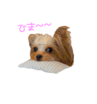ワクワクヨーキー②（個別スタンプ：2）