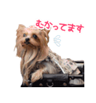 ワクワクヨーキー②（個別スタンプ：5）