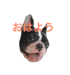 ふれぶる マリ 2（個別スタンプ：2）