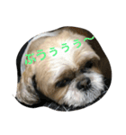 iine！maruchan（個別スタンプ：6）