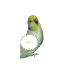 あおい君とお友達（個別スタンプ：29）