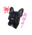 フレブル はなさん。（個別スタンプ：4）