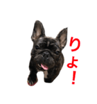 フレブル はなさん。（個別スタンプ：14）