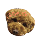 仲良しトイプー（個別スタンプ：1）