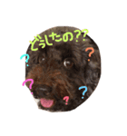 仲良しトイプー（個別スタンプ：2）