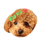 仲良しトイプー（個別スタンプ：4）