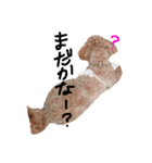 仲良しトイプー（個別スタンプ：12）