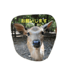 小さな幸せ My Favorite Things（個別スタンプ：1）