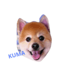 まりもと愉快な仲間たち（個別スタンプ：6）