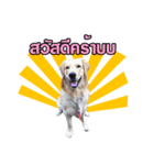 jedi the dog（個別スタンプ：1）