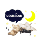 jedi the dog（個別スタンプ：2）