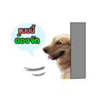 jedi the dog（個別スタンプ：3）