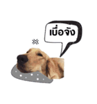 jedi the dog（個別スタンプ：6）