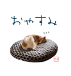 ちっぽけボルゾイ、きな子。（個別スタンプ：1）