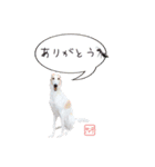ちっぽけボルゾイ、きな子。（個別スタンプ：3）