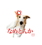 ちっぽけボルゾイ、きな子。（個別スタンプ：4）