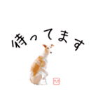 ちっぽけボルゾイ、きな子。（個別スタンプ：6）