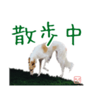 ちっぽけボルゾイ、きな子。（個別スタンプ：7）