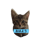 ミミルカ（個別スタンプ：1）