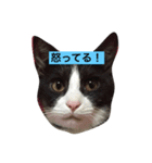 ミミルカ（個別スタンプ：6）