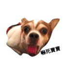 Just Dog（個別スタンプ：1）