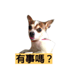 Just Dog（個別スタンプ：2）