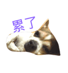Just Dog（個別スタンプ：3）