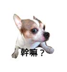 Just Dog（個別スタンプ：4）