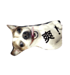 Just Dog（個別スタンプ：6）
