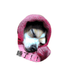 Just Dog（個別スタンプ：7）