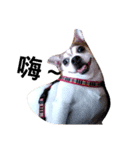 Just Dog（個別スタンプ：8）