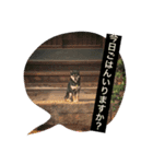 Funaking dogs（個別スタンプ：2）