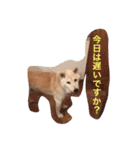 Funaking dogs（個別スタンプ：4）