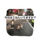 Funaking dogs（個別スタンプ：5）