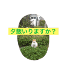 Funaking dogs（個別スタンプ：6）