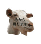 Funaking dogs（個別スタンプ：7）