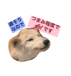 Funaking dogs（個別スタンプ：8）
