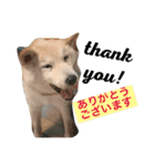Funaking dogs（個別スタンプ：9）