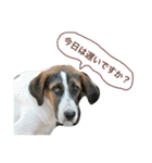 Funaking dogs（個別スタンプ：11）