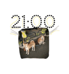 Funaking dogs（個別スタンプ：13）