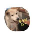 Funaking dogs（個別スタンプ：14）