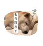 Funaking dogs（個別スタンプ：15）