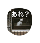Funaking dogs（個別スタンプ：16）