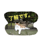 Funaking dogs（個別スタンプ：17）