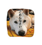 Funaking dogs（個別スタンプ：18）