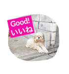 Funaking dogs（個別スタンプ：19）
